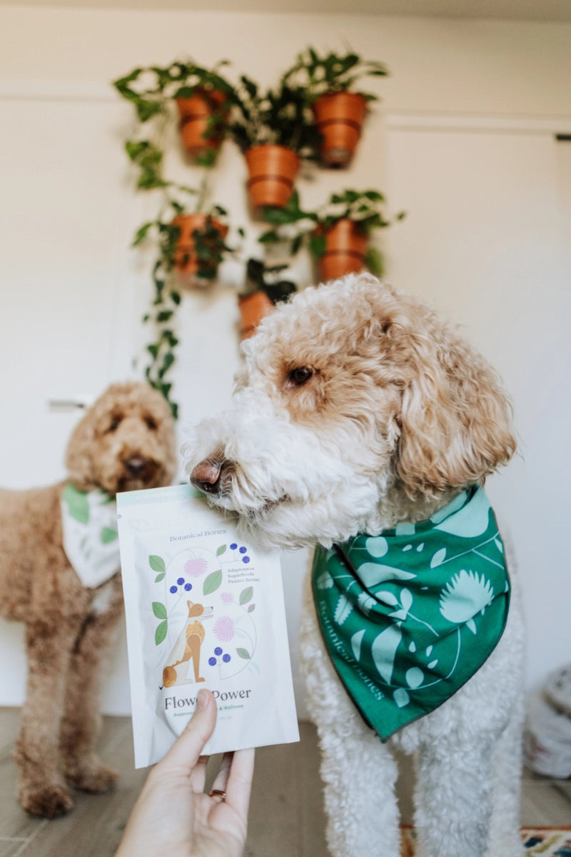 Botanical Bones Dog Treats Flower Power