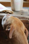 Vermont Dog Eats - Tico's Tasties